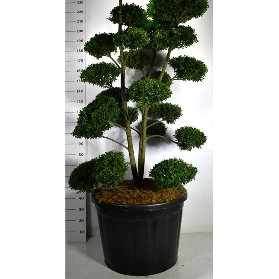 Ilex mutchagara - C180 160-180 cm. Bonsai